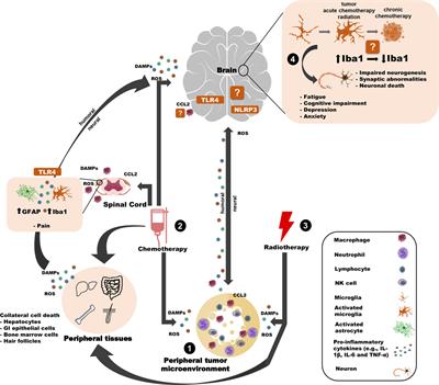 Neuroimmunology of Behavioral Comorbidities Associated With Cancer and Cancer Treatments